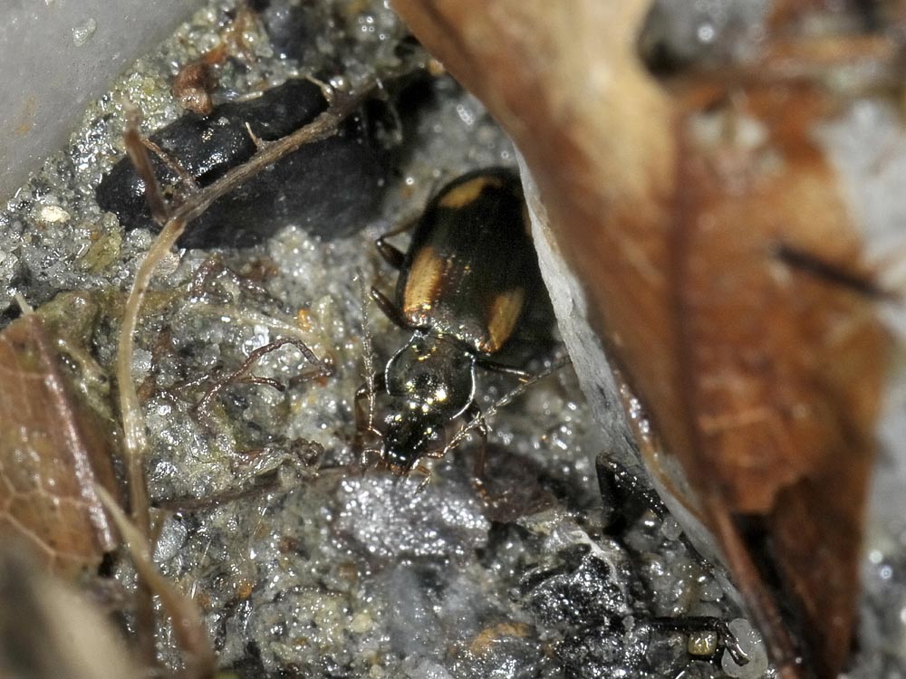 Ocydromus femoratus